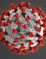 image of COVID-19 virus