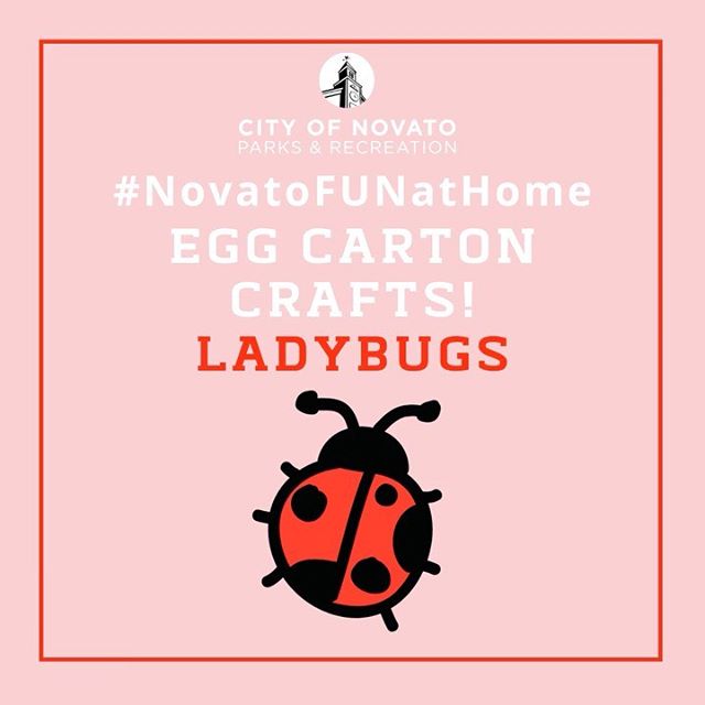 Ladybugs novatofunathome