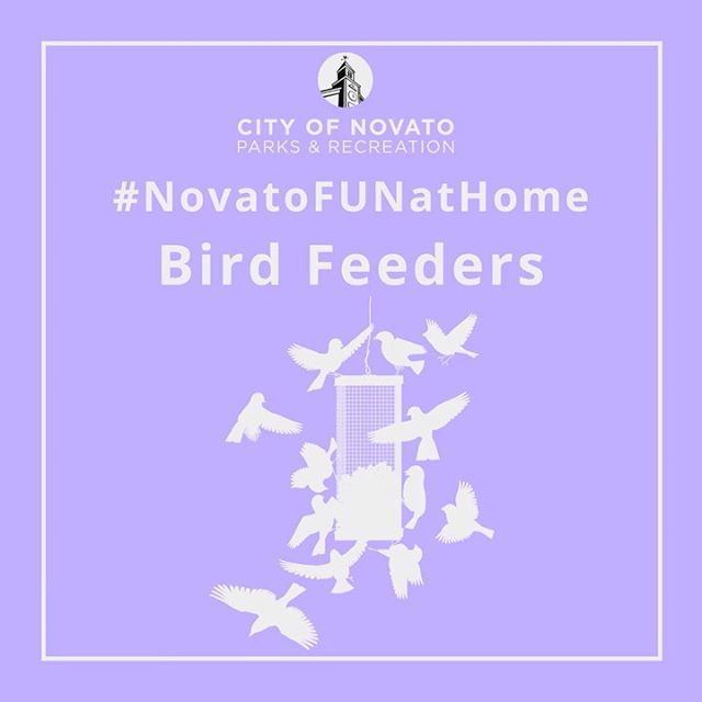 Bird Feeders novatofunathome