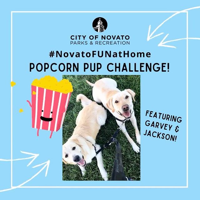 Popcorn Pup Challenge novatofunathome