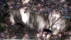 Partially clogged storm drain