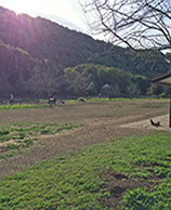 photo Dogbone Meadow dog park