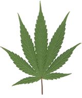 Image of cannabis leaf